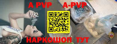 гашик Кингисепп
